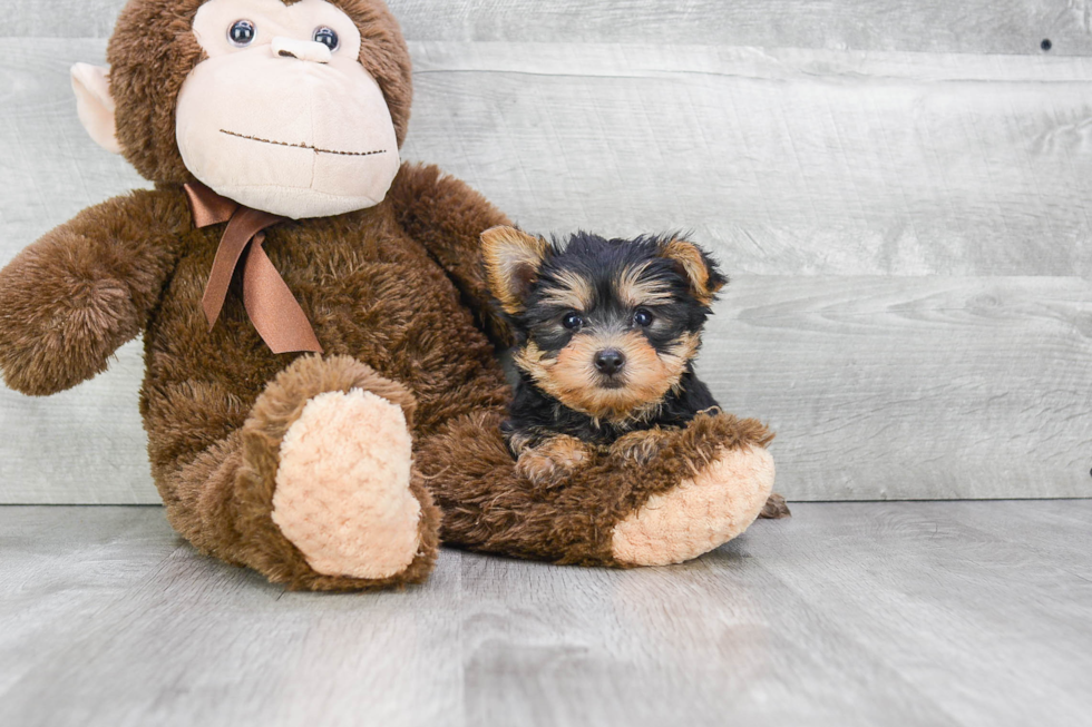 Meet Ralph - our Yorkshire Terrier Puppy Photo 