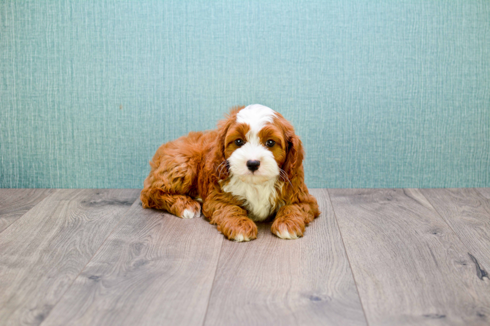 Popular Cavapoo Poodle Mix Pup