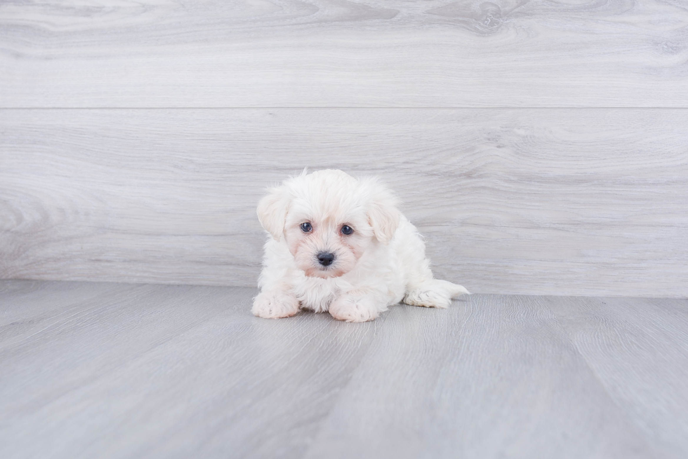 Maltipoo Puppy for Adoption
