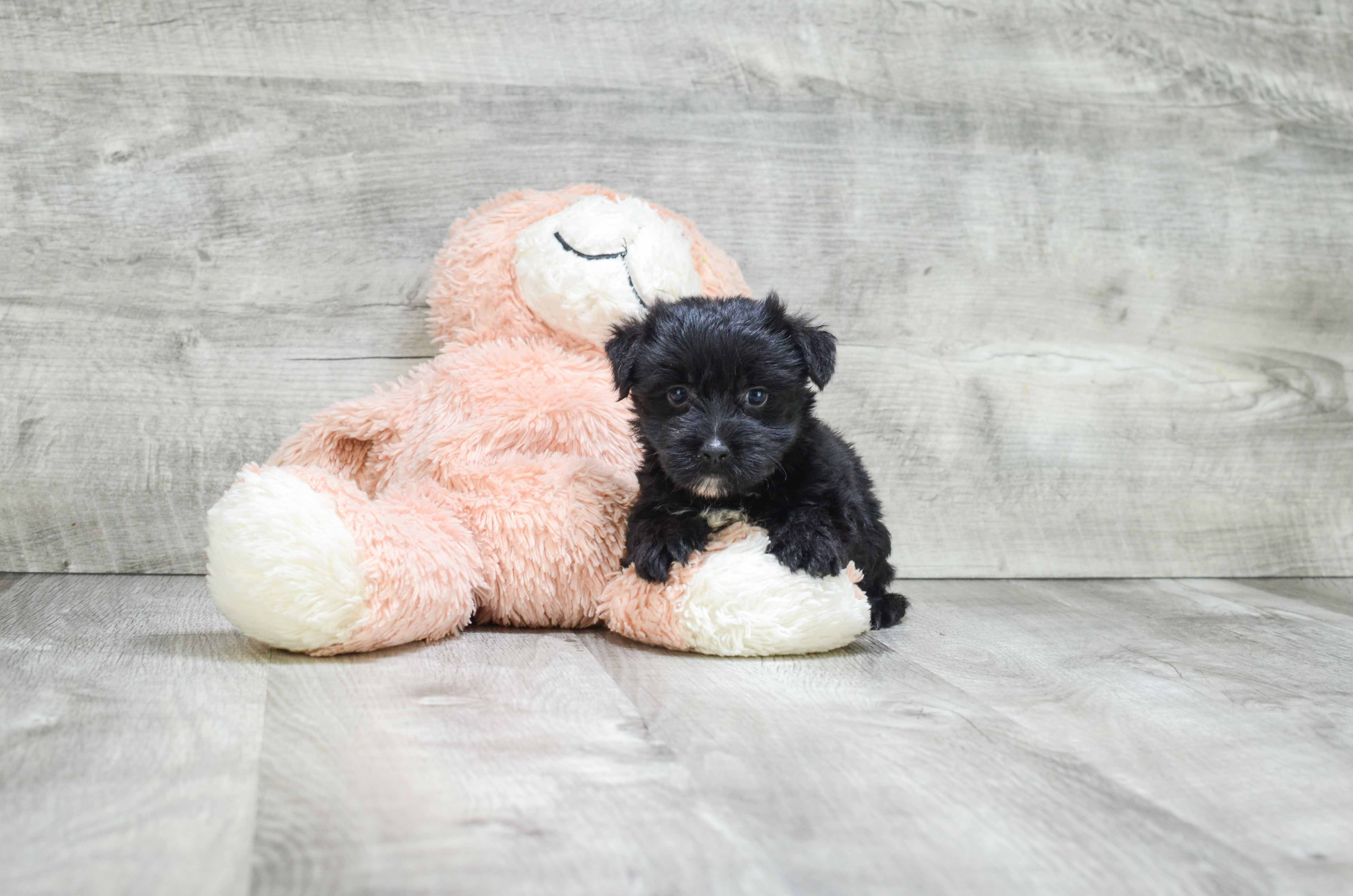 Sweet Morkie Baby