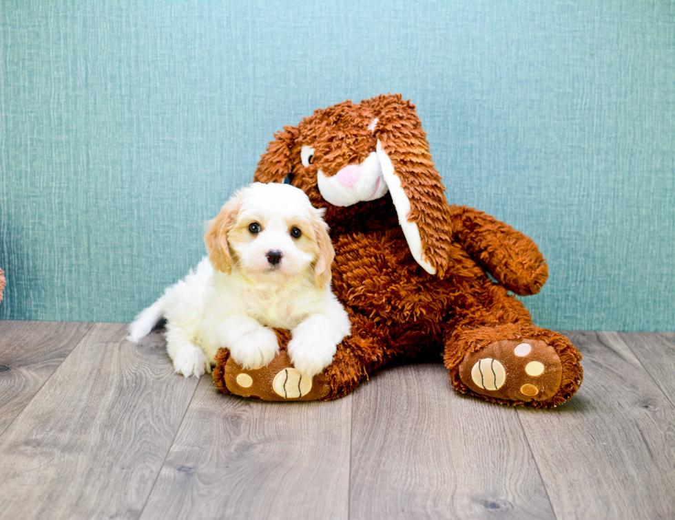 Best Cavachon Baby