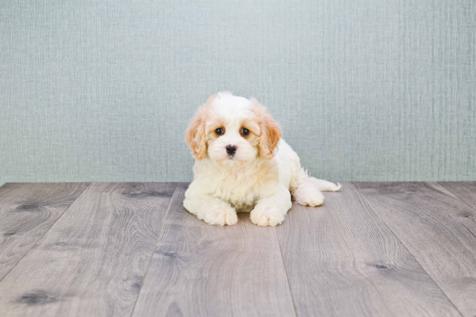 Smart Cavachon Designer Pup