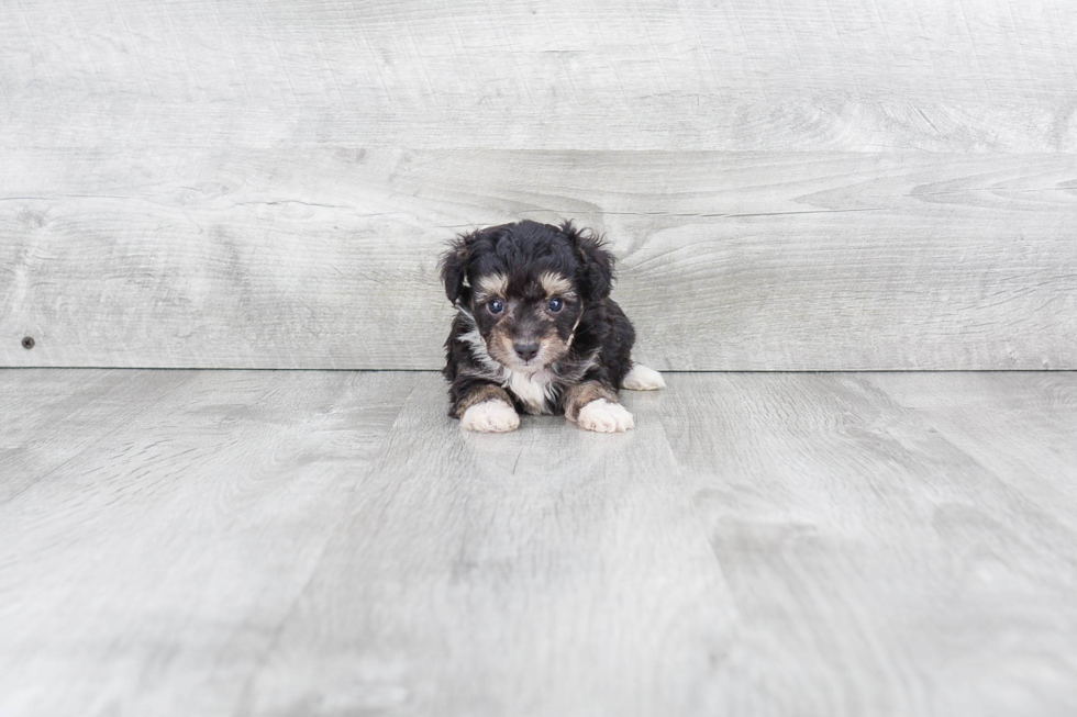 Mini Aussiedoodle Pup Being Cute