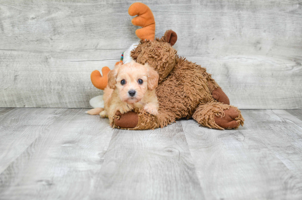 Popular Cavachon Designer Pup