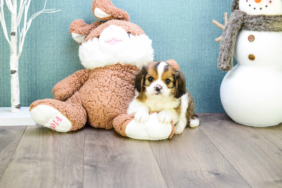 Smart Cavachon Designer Pup