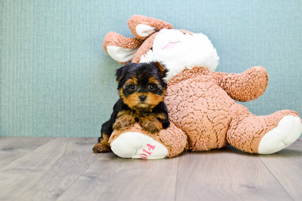 Meet Tj - our Yorkshire Terrier Puppy Photo 