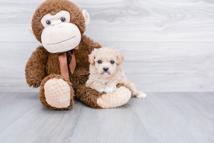 Best Maltipoo Baby