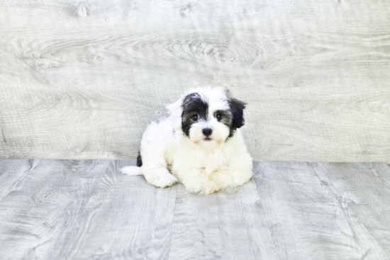 Havanese Pup Being Cute