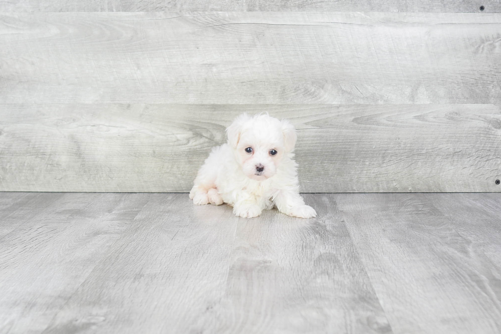 Popular Maltipoo Poodle Mix Pup