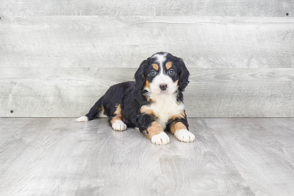 Friendly Mini Bernedoodle Baby