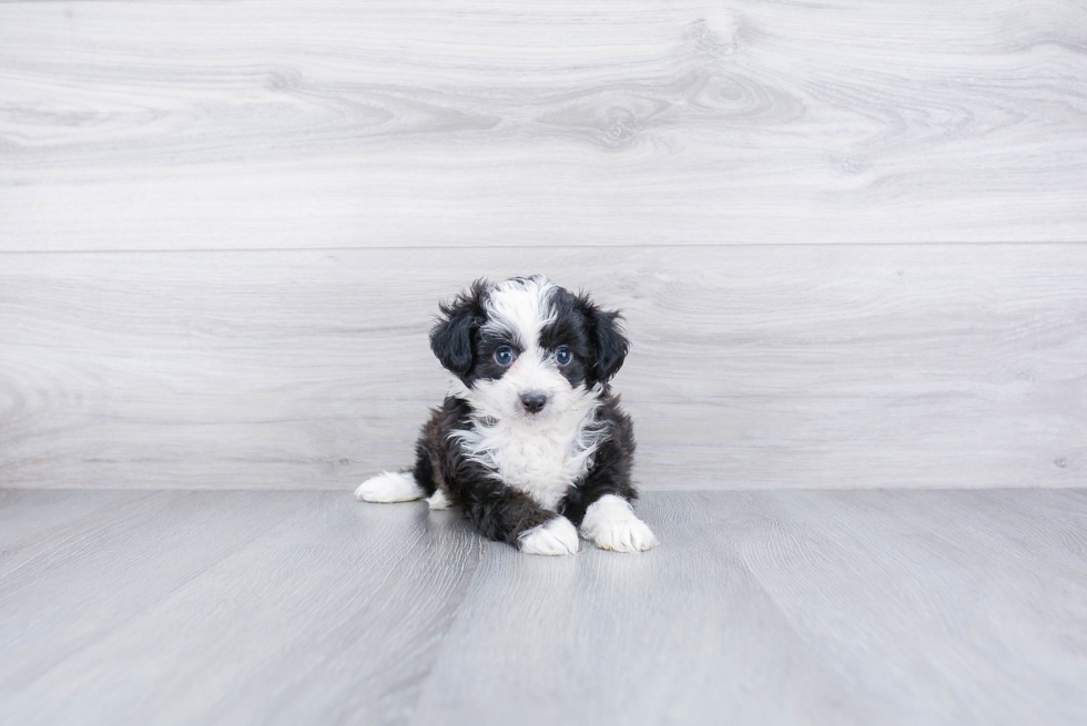 Mini Aussiedoodle Puppy for Adoption