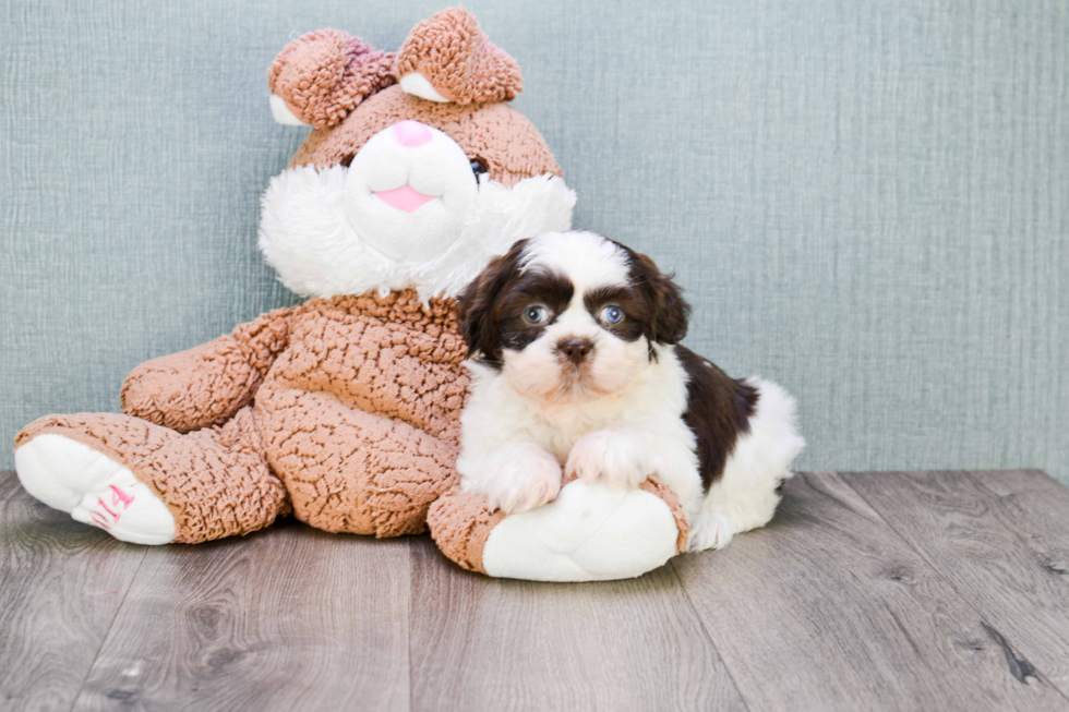 Popular Teddy Bear Designer Pup