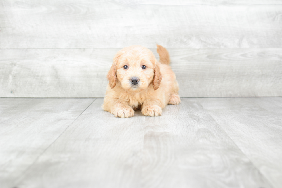 Small Mini Goldendoodle Baby