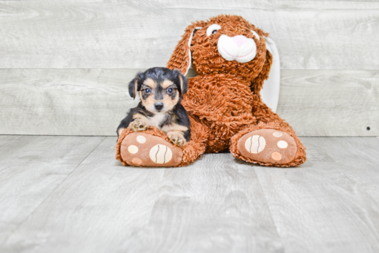 Cute Morkie Baby