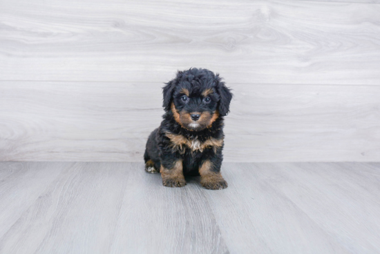 Mini Bernedoodle Pup Being Cute