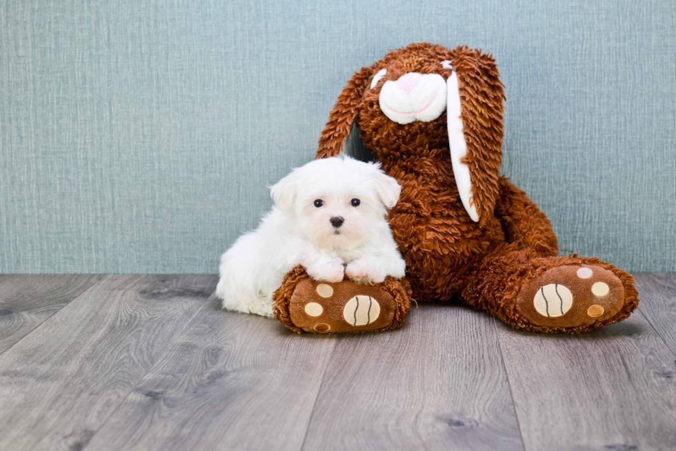 Happy Maltese Purebred Puppy