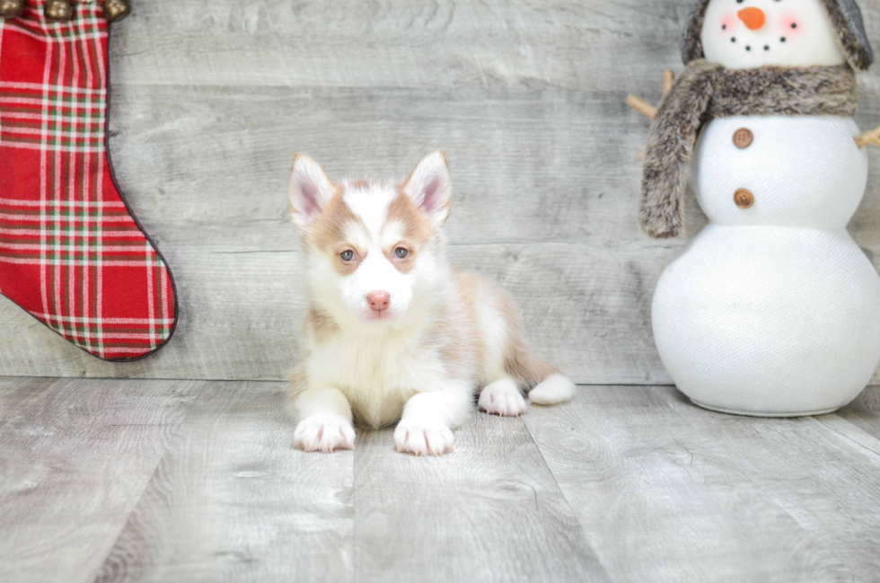 Pomsky Puppy for Adoption