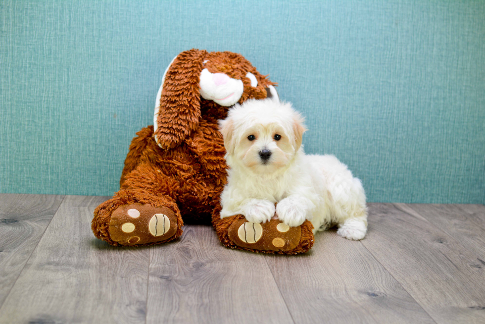 Smart Maltipoo Poodle Mix Pup