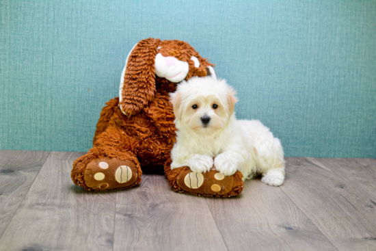 Smart Maltipoo Poodle Mix Pup