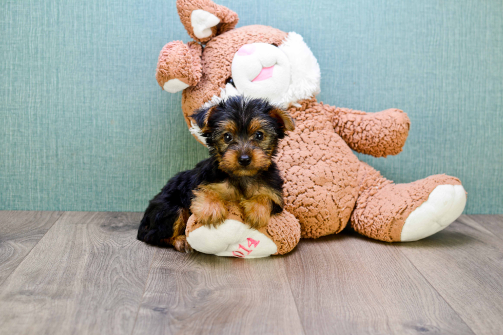 Meet Lisa - our Yorkshire Terrier Puppy Photo 