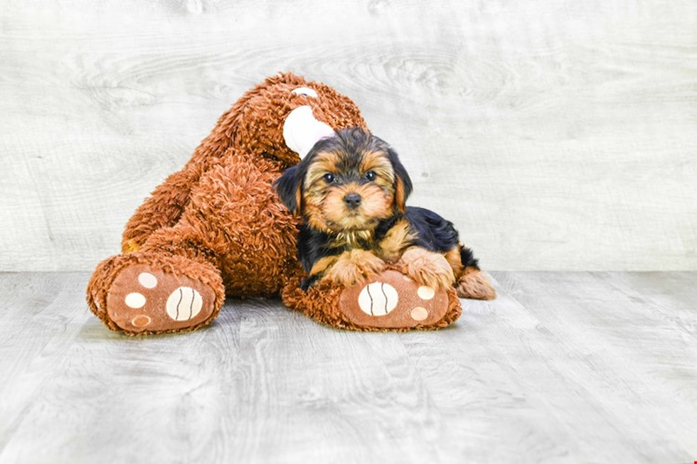 Meet Snickers - our Yorkshire Terrier Puppy Photo 