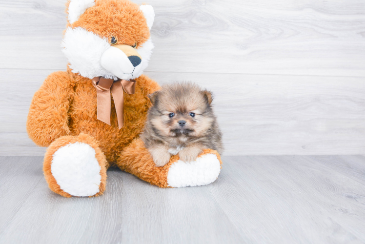 Petite Pomeranian Purebred Puppy