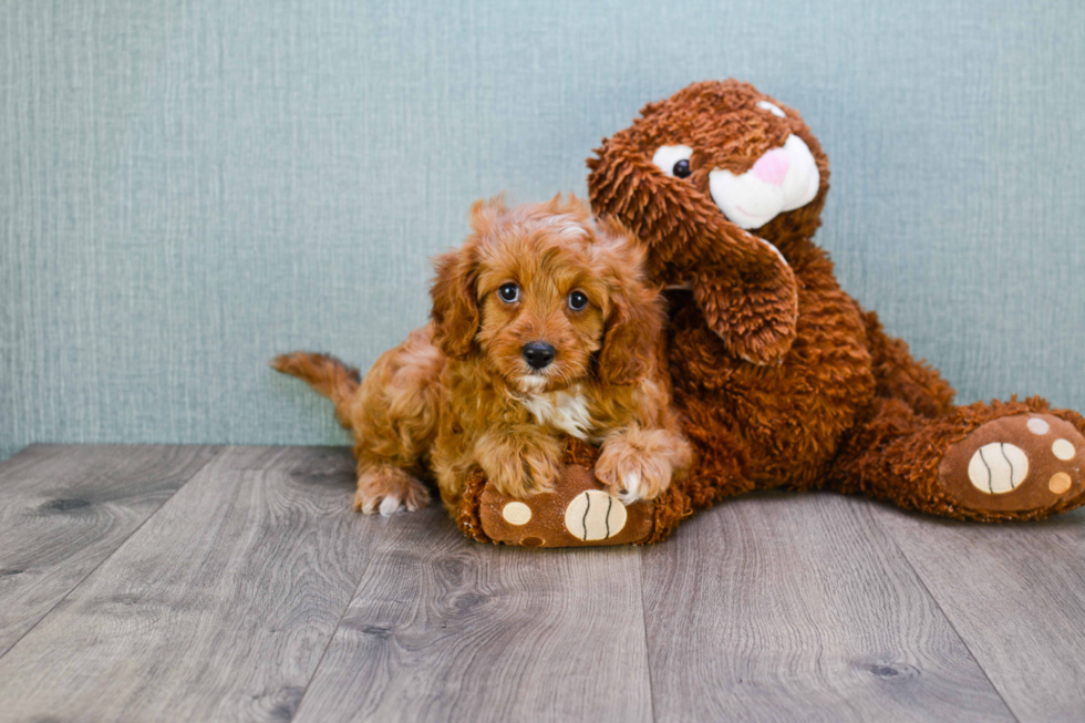 Cavapoo Puppy for Adoption