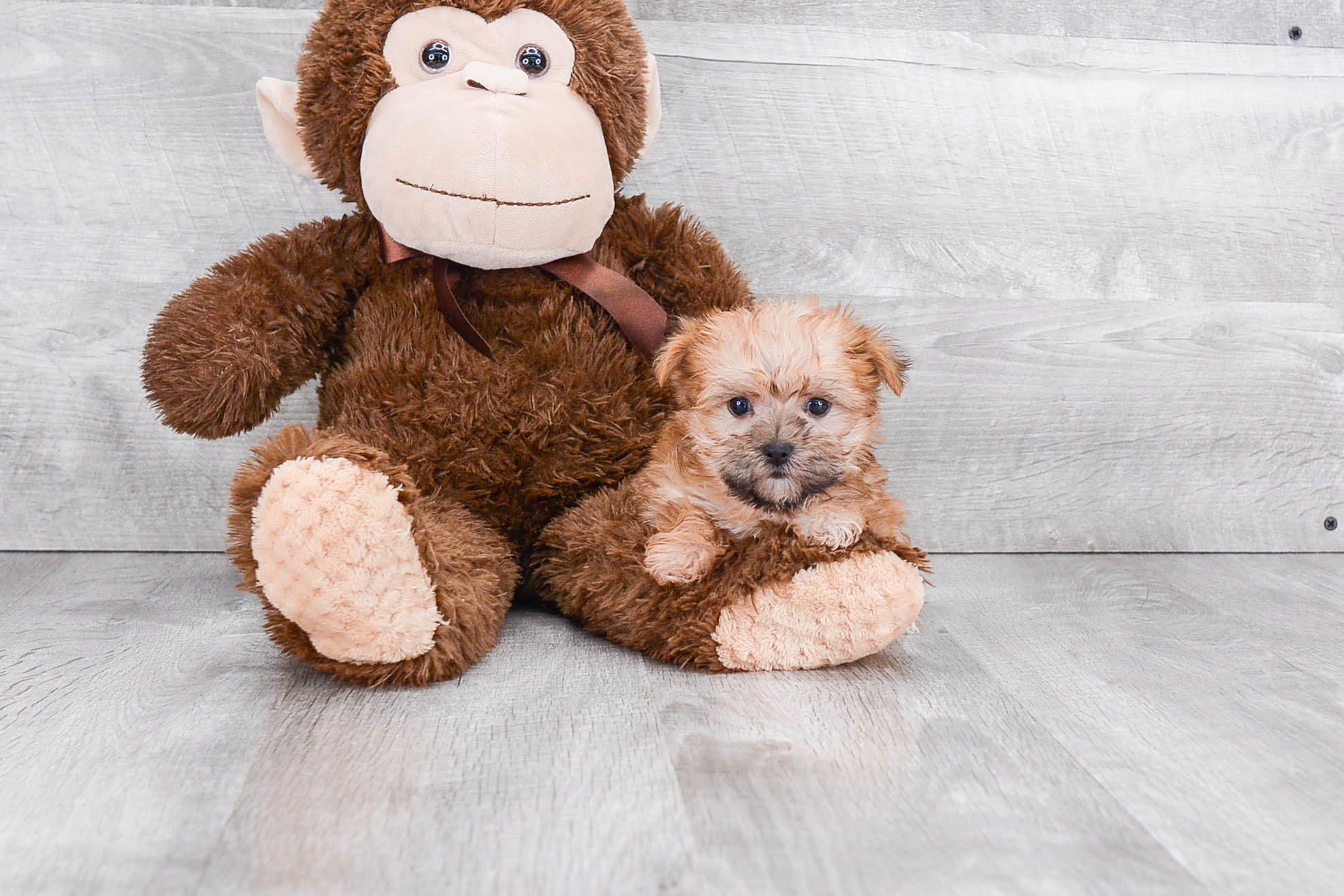 Best Morkie Baby