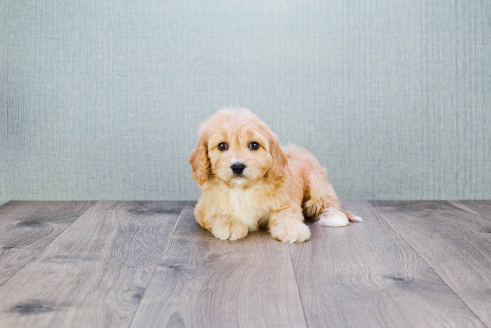 Cavachon Pup Being Cute