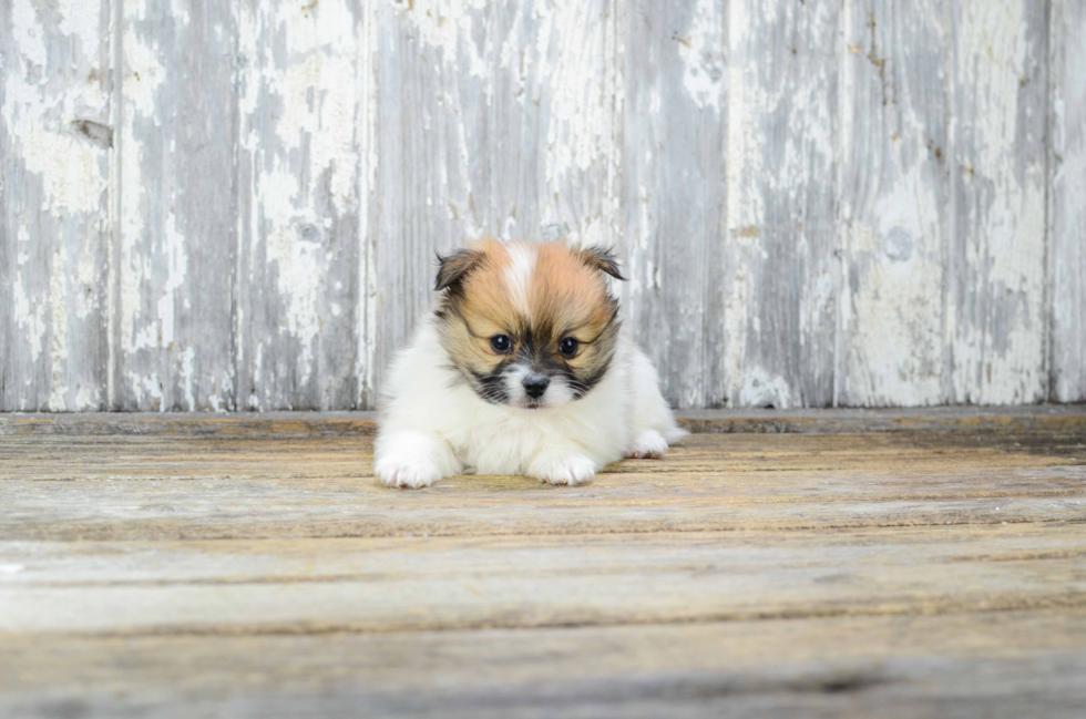 Maltipom Pup Being Cute