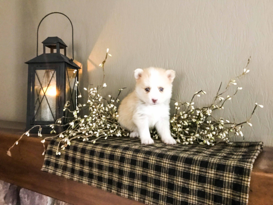 Small Pomsky Baby