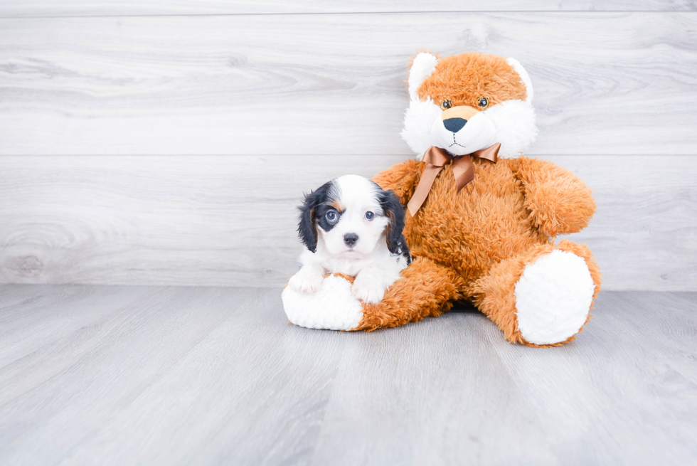 Hypoallergenic Cavalier King Charles Spaniel Purebred Pup