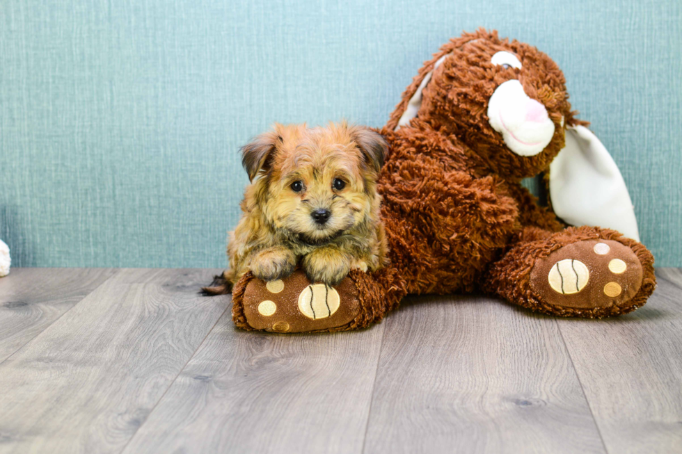 Happy Morkie Baby