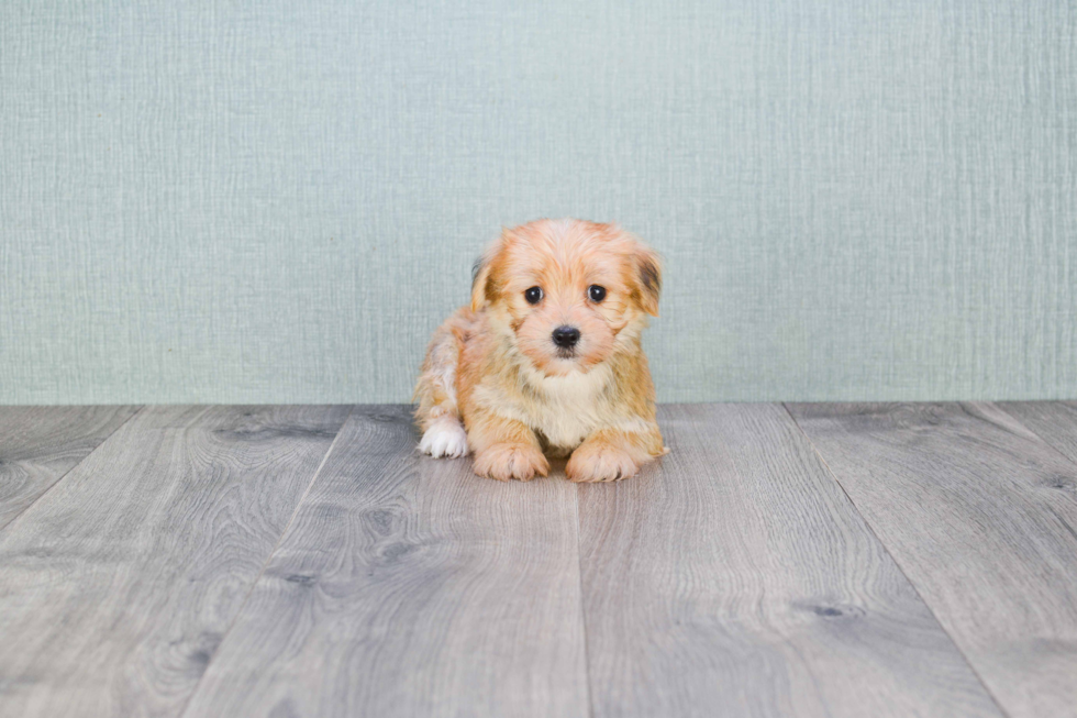 Best Morkie Baby