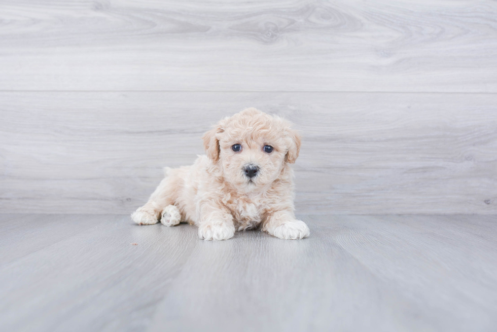 Best Maltipoo Baby