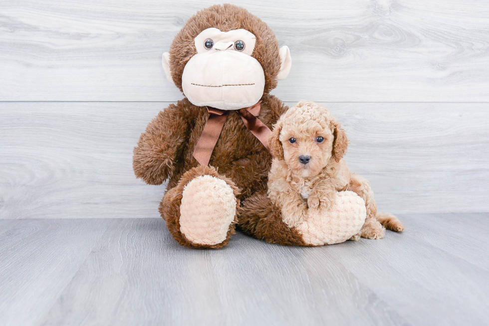 Funny Mini Goldendoodle Poodle Mix Pup