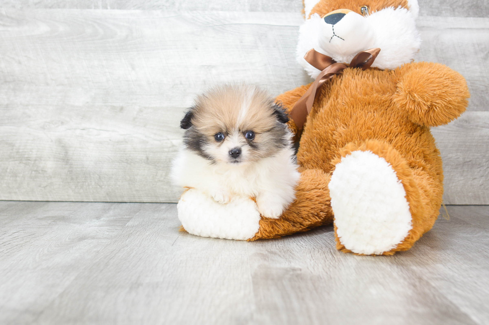 Happy Pomeranian Purebred Puppy