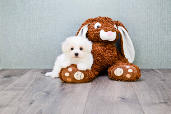 Maltipoo Pup Being Cute