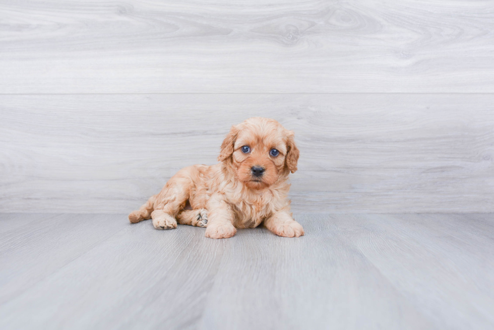 Petite Cavapoo Poodle Mix Pup