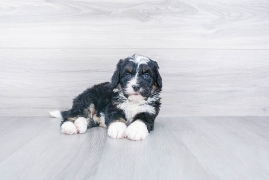 Mini Bernedoodle Puppy for Adoption