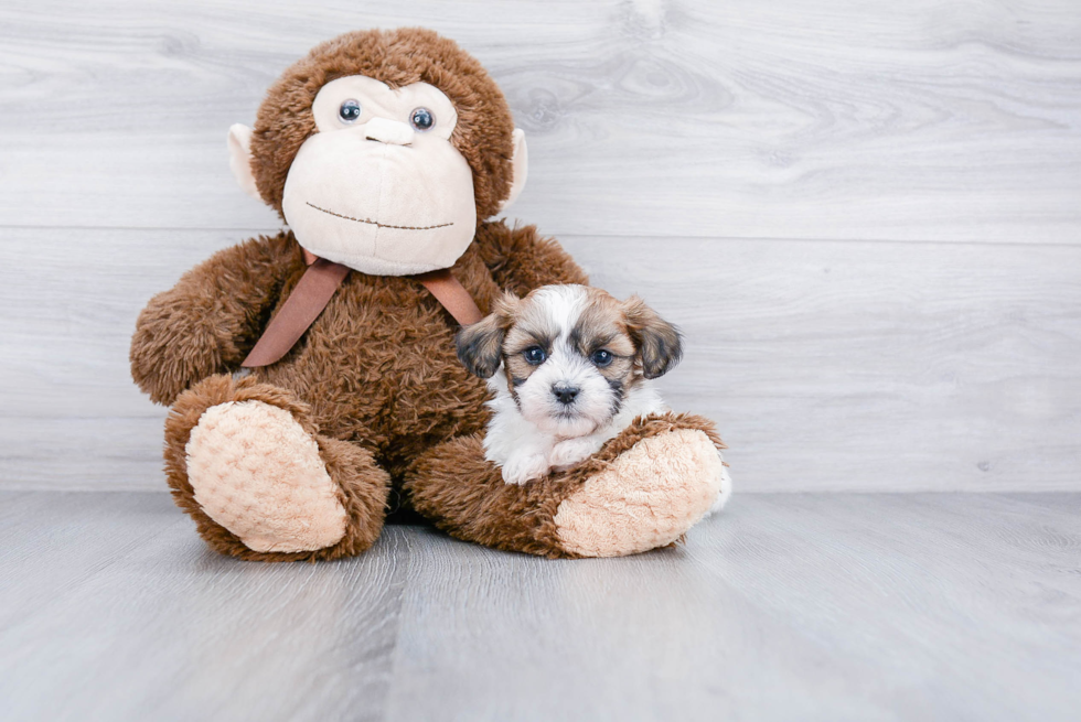 Teddy Bear Pup Being Cute