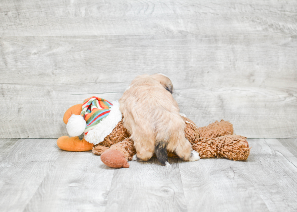 Popular Havanese Purebred Pup