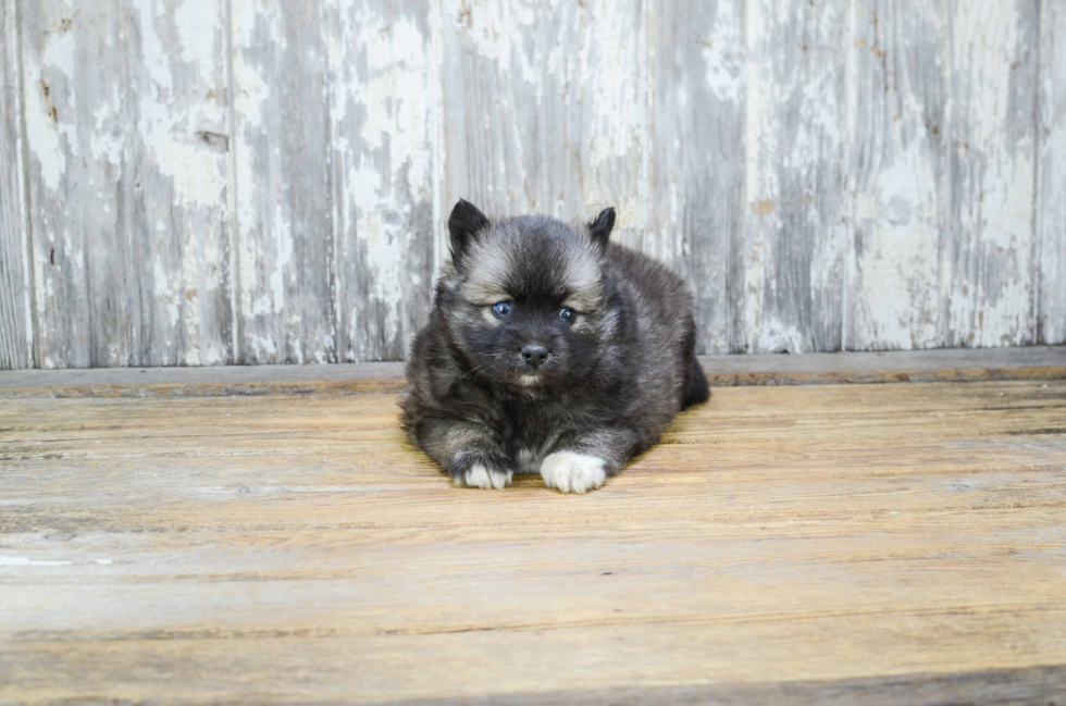 Small Pomsky Baby