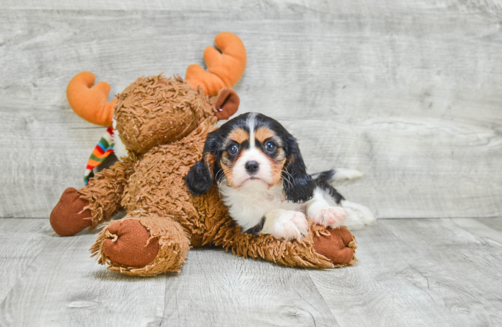 Petite Cavalier King Charles Spaniel Purebred Puppy