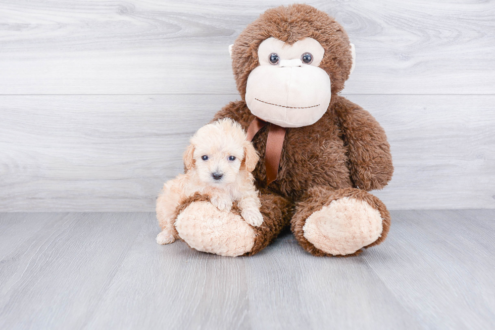 Sweet Maltipoo Baby