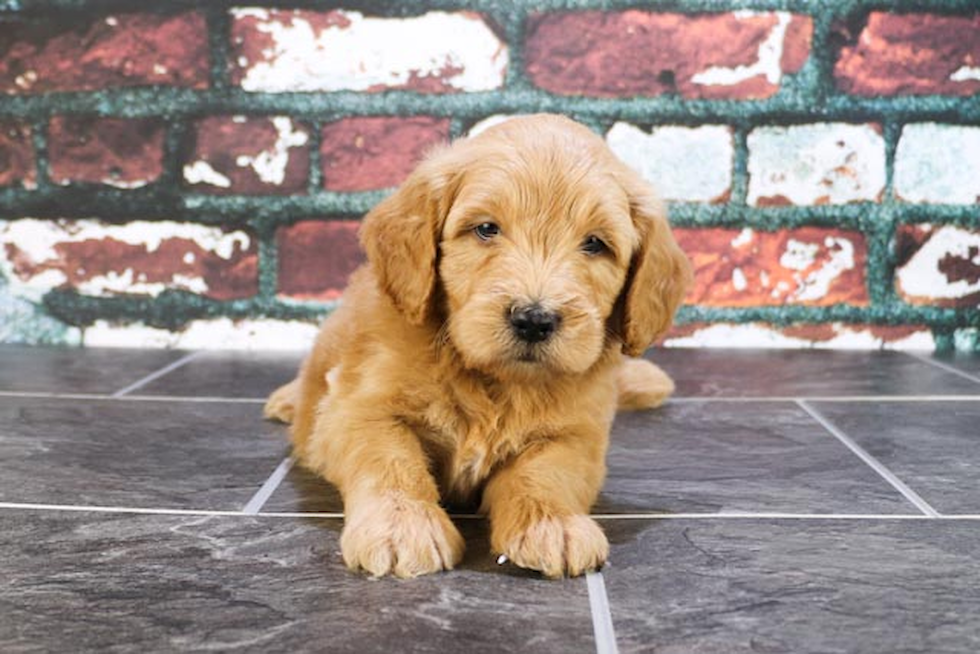 Best Mini Goldendoodle Baby