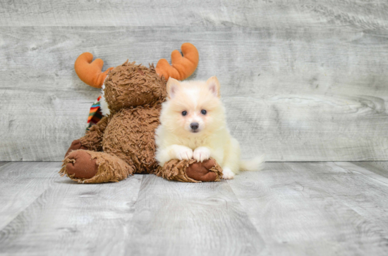 Funny Pomeranian Purebred Pup