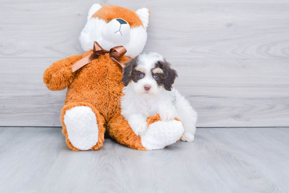 Friendly Mini Bernedoodle Baby