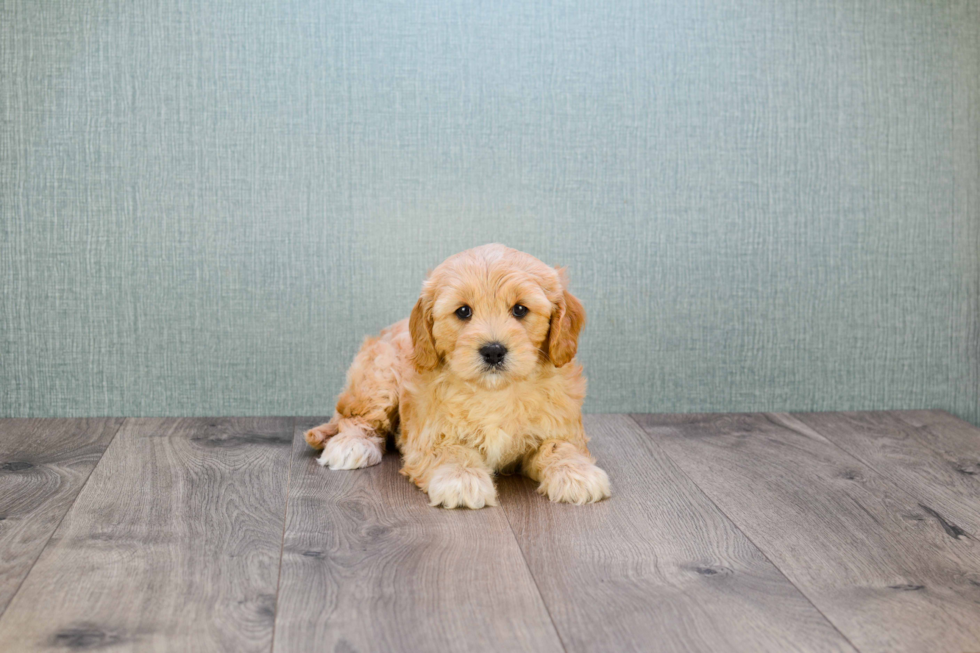 Playful Cavoodle Poodle Mix Puppy