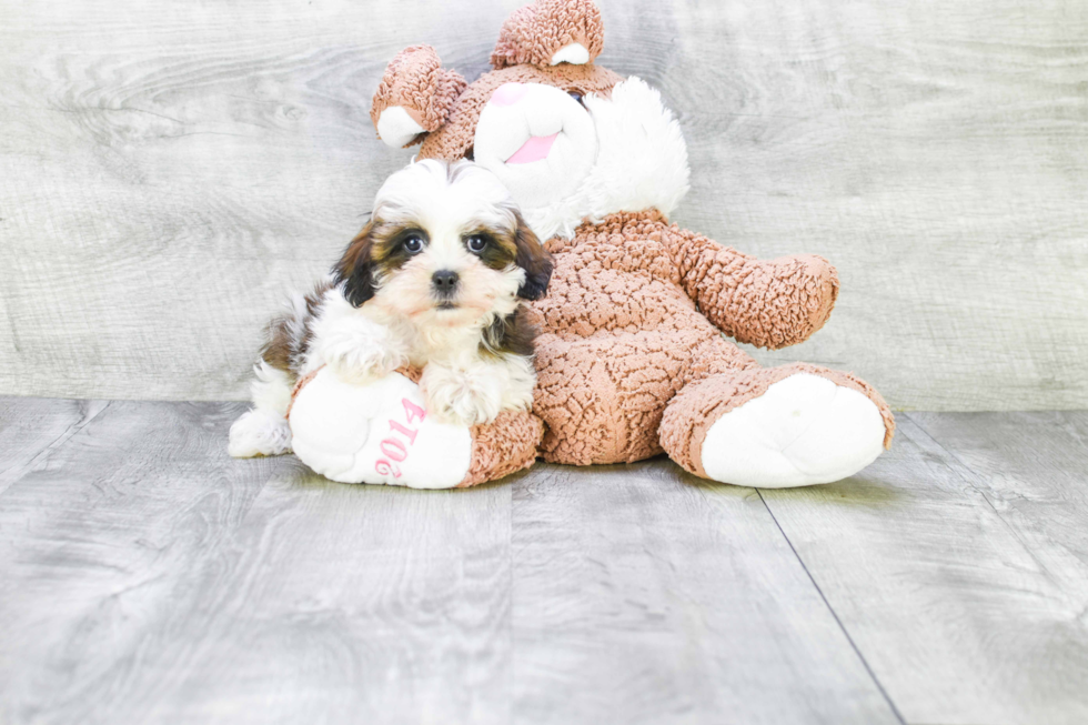 Teddy Bear Pup Being Cute